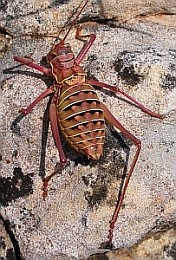 Ephippigerida diluta © Teresa Farino